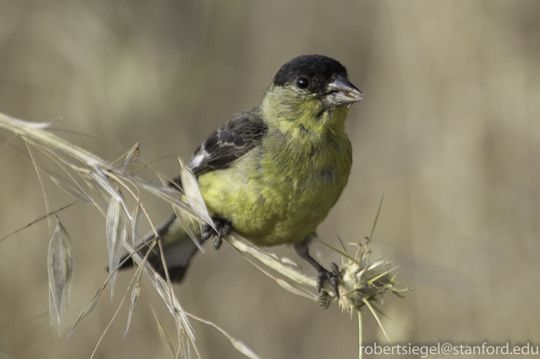 goldfinch